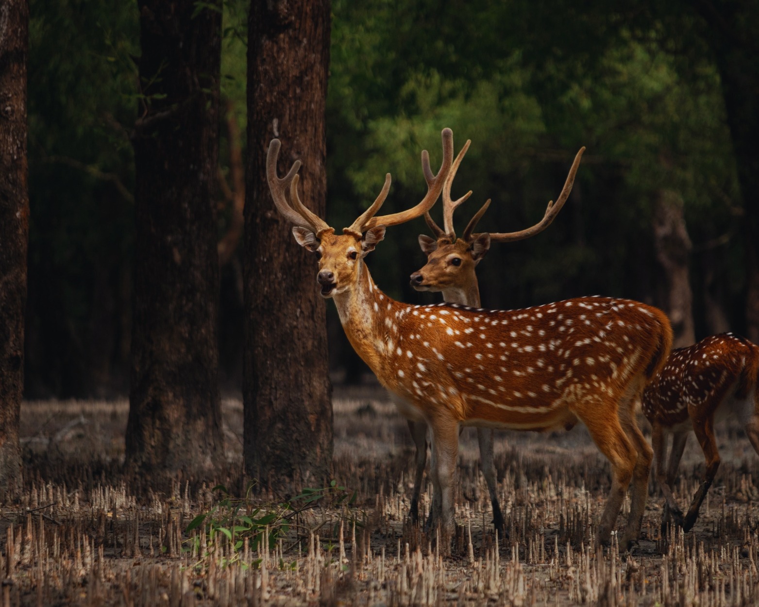 Sundarban